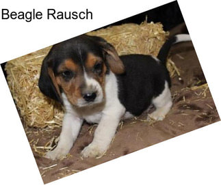 Beagle Rausch