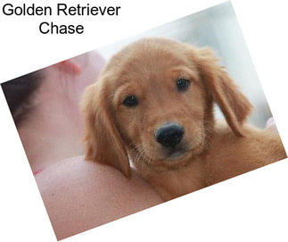 Golden Retriever Chase