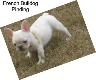 French Bulldog Pinding