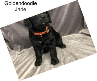 Goldendoodle Jade