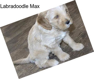 Labradoodle Max