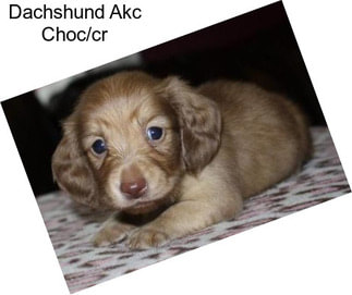 Dachshund Akc Choc/cr