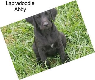 Labradoodle Abby