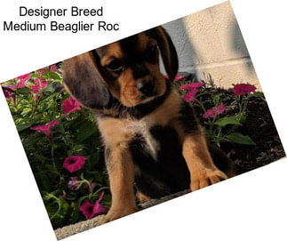 Designer Breed Medium Beaglier Roc