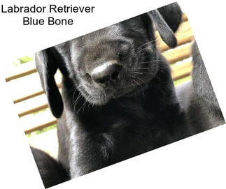 Labrador Retriever Blue Bone