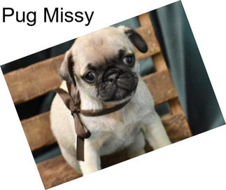 Pug Missy