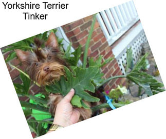 Yorkshire Terrier Tinker