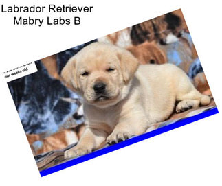 Labrador Retriever Mabry Labs B