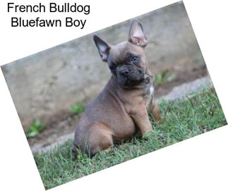 French Bulldog Bluefawn Boy