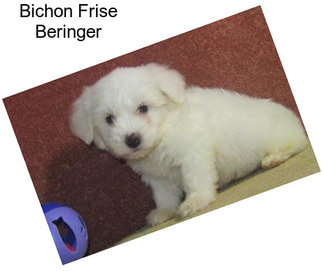 Bichon Frise Beringer