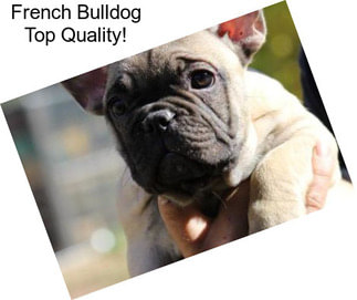 French Bulldog Top Quality!