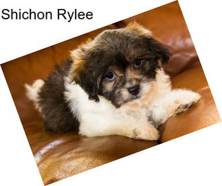 Shichon Rylee