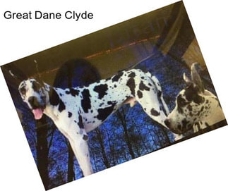 Great Dane Clyde