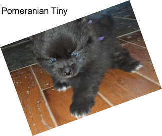 Pomeranian Tiny