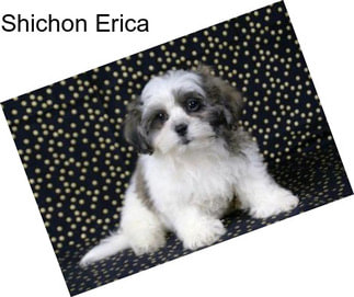 Shichon Erica