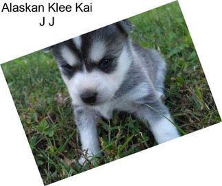 Klee Kai Puppies For Sale  Available in Phoenix & Tucson, AZ