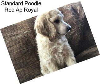 Standard Poodle Red Ap Royal