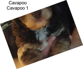 Cavapoo Cavapoo 1