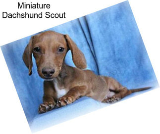 Miniature Dachshund Scout