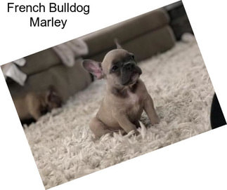 French Bulldog Marley