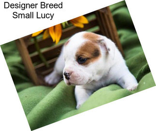 Designer Breed Small Lucy