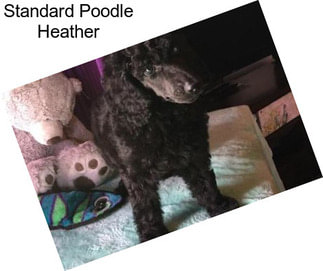 Standard Poodle Heather