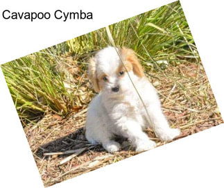 Cavapoo Cymba