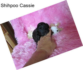 Shihpoo Cassie