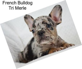French Bulldog Tri Merle