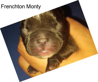 Frenchton Monty