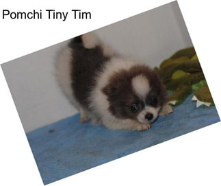 Pomchi Tiny Tim