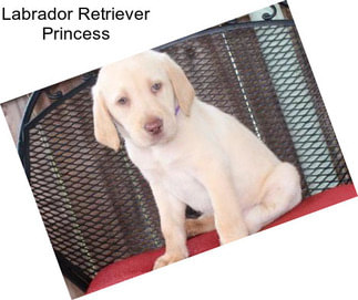 Labrador Retriever Princess