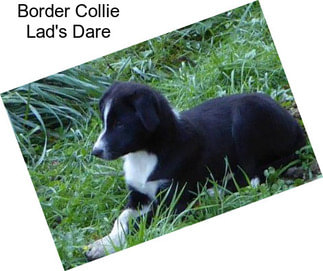 Border Collie Lad\'s Dare