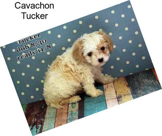 Cavachon Tucker