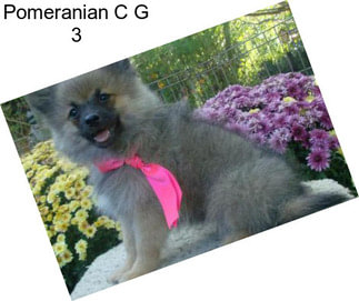 Pomeranian C G 3