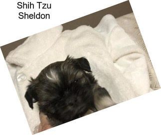 Shih Tzu Sheldon