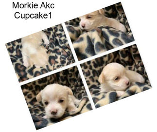 Morkie Akc Cupcake1