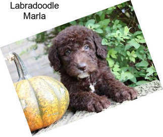 Labradoodle Marla