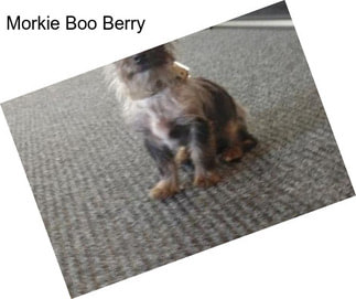 Morkie Boo Berry