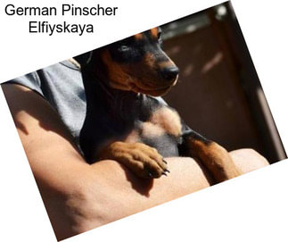 German Pinscher Elfiyskaya