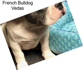 French Bulldog Vedas