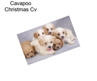 Cavapoo Christmas Cv