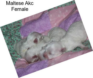 Maltese Akc Female