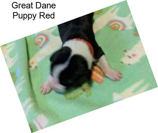 Great Dane Puppy Red