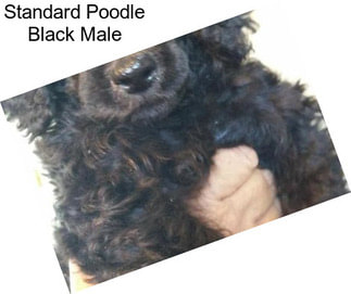 Standard Poodle Black Male