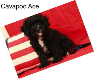 Cavapoo Ace