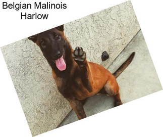 Belgian Malinois Harlow