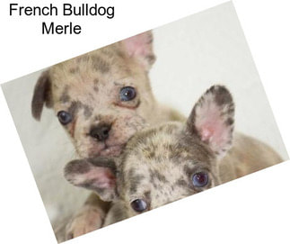 French Bulldog Merle