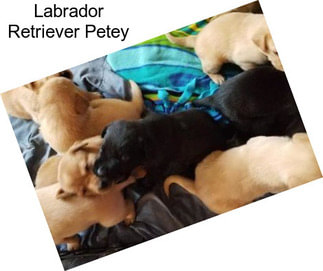 Labrador Retriever Petey