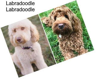 Labradoodle Labradoodle